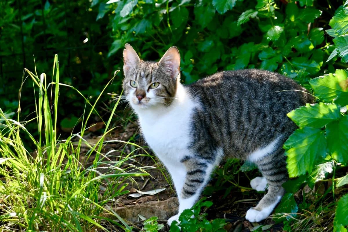 Coco, male Mixed Breed for adoption at Nordic Strays e.V. — photo 5 of 10