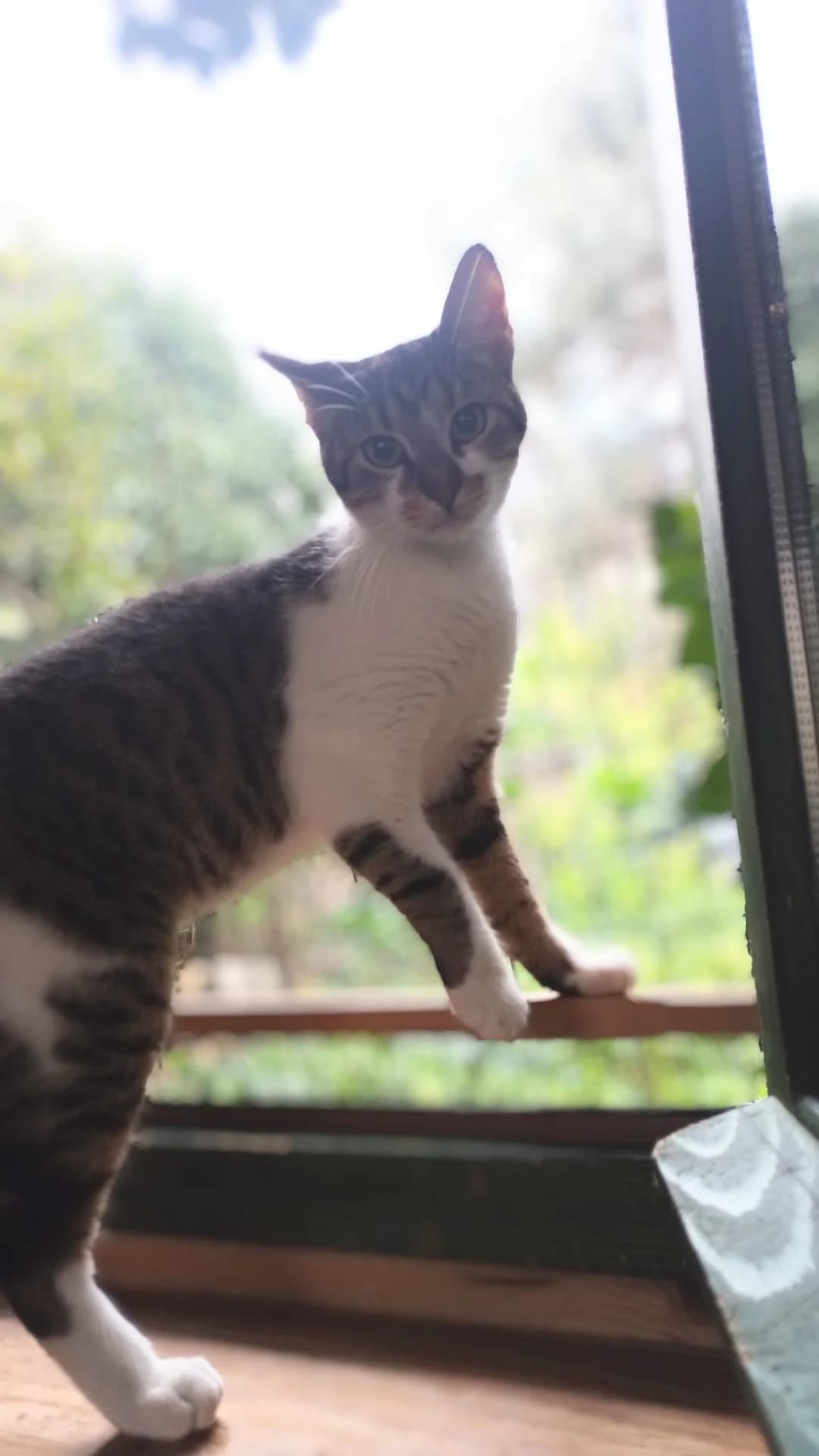 Coco, male Mixed Breed for adoption at Nordic Strays e.V. — photo 6 of 10