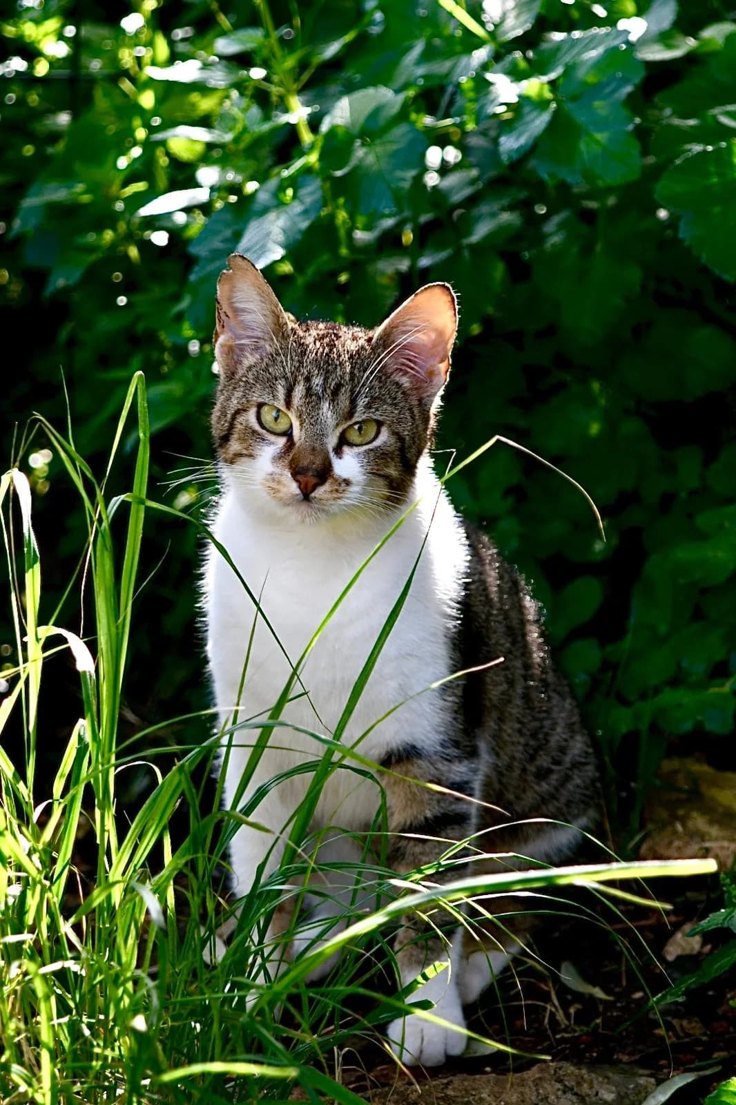 Coco, male Mixed Breed for adoption at Nordic Strays e.V. — photo 7 of 10