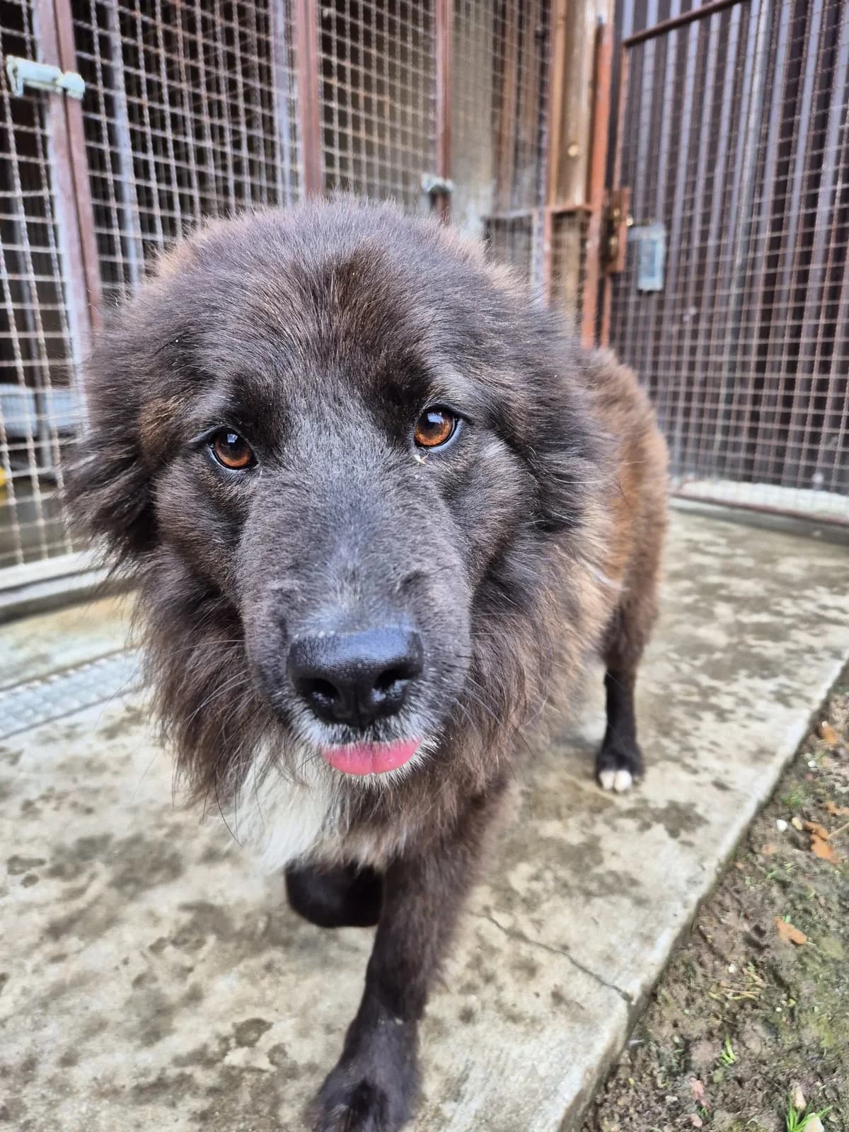 Joe, male 3yo Mixed Breed for adoption at Nordic Strays e.V.