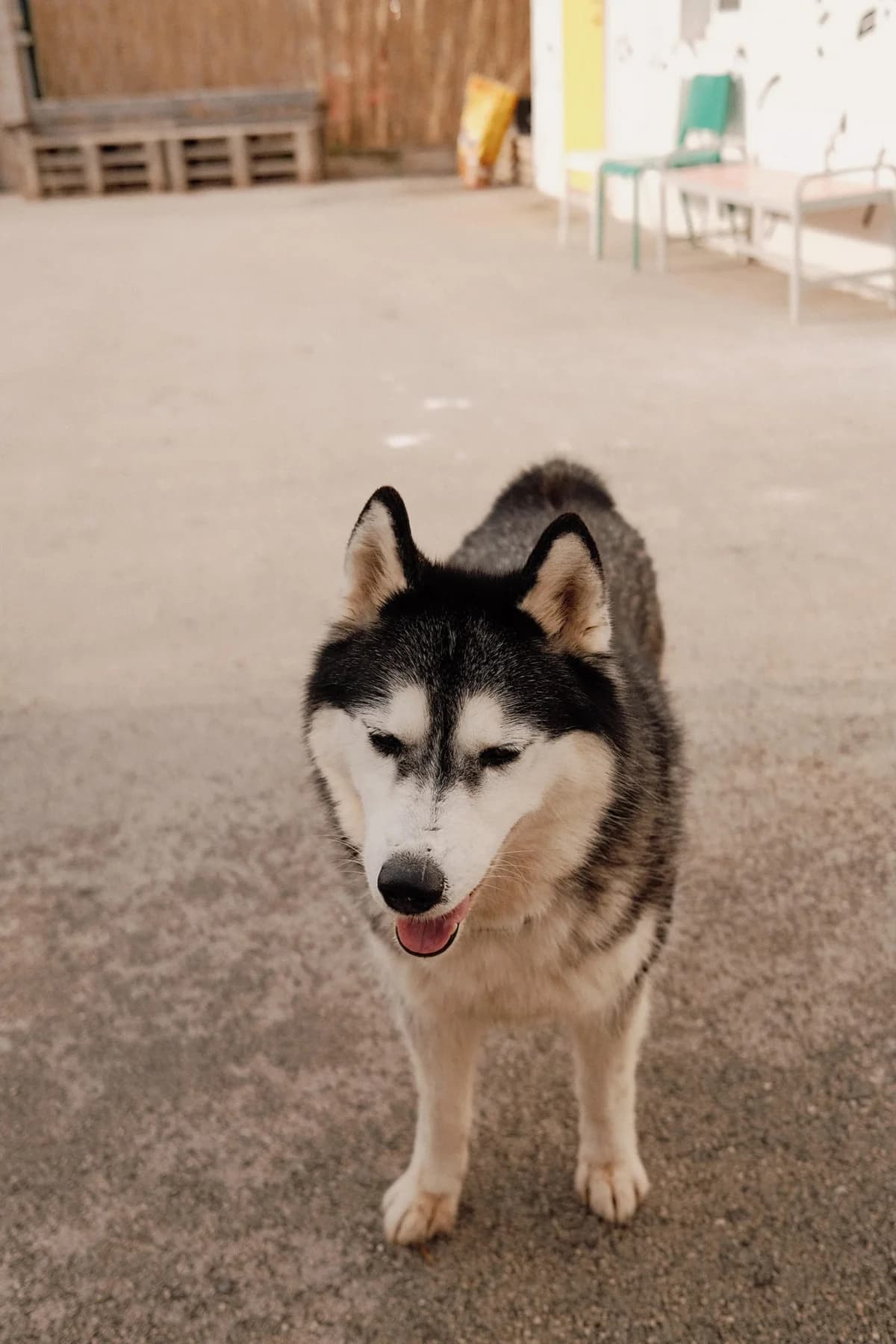 Astra, female 5yo Husky for adoption at Nordic Strays e.V.
