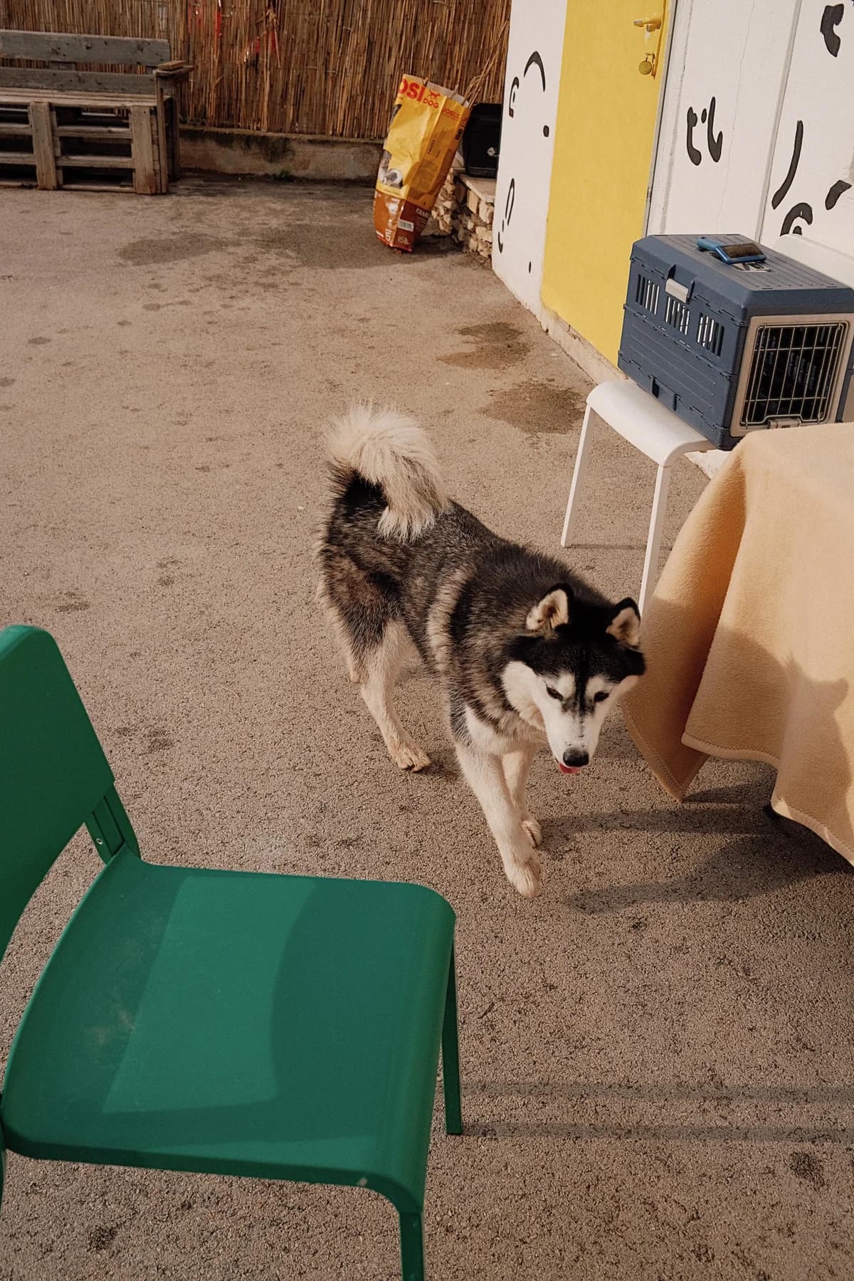 Astra, female Husky for adoption at Nordic Strays e.V. — photo 3 of 33