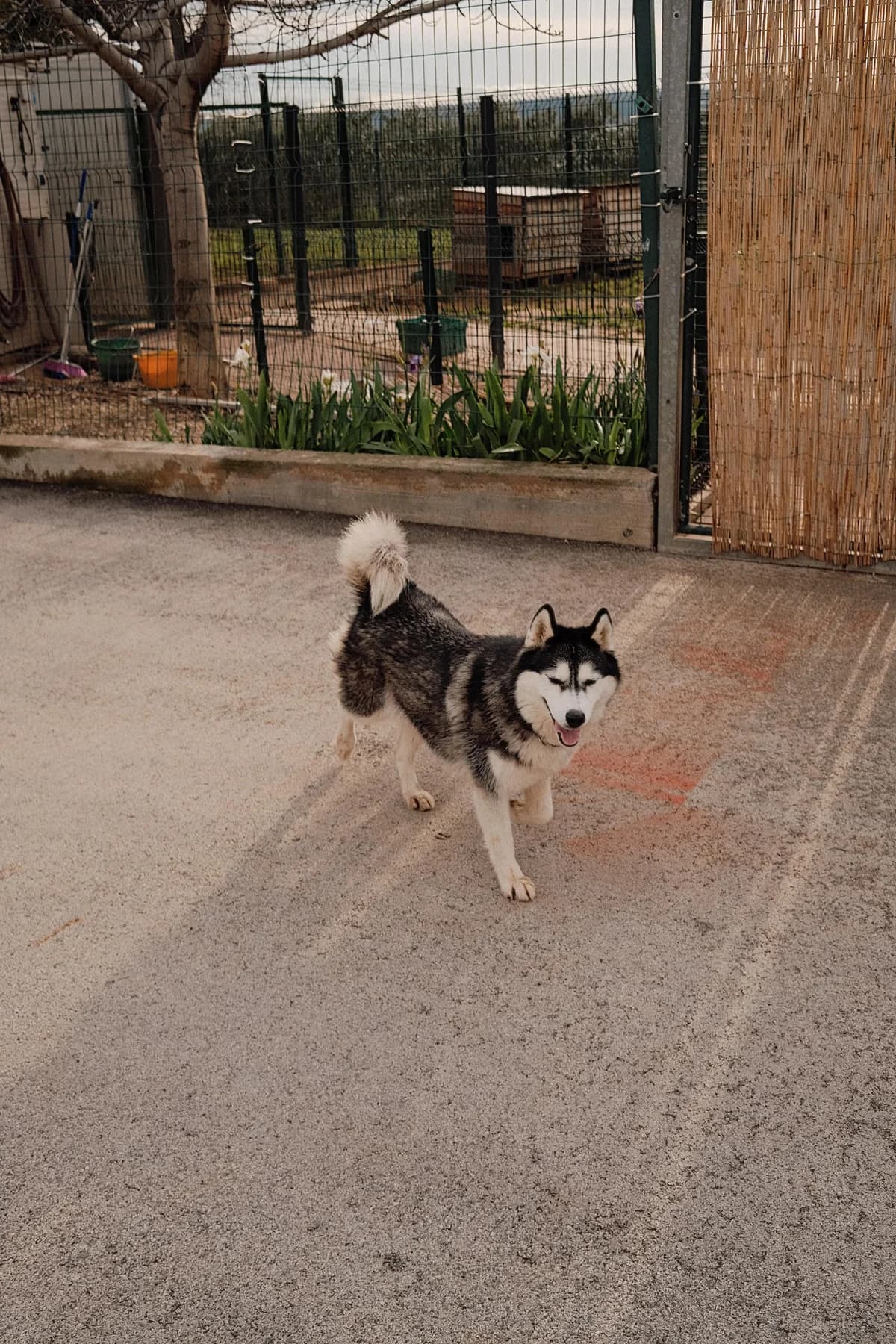 Astra, female Husky for adoption at Nordic Strays e.V. — photo 4 of 33