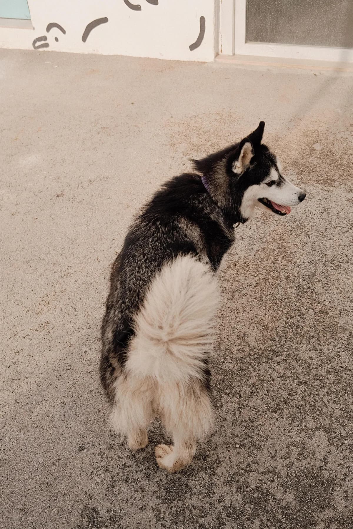 Astra, female Husky for adoption at Nordic Strays e.V. — photo 5 of 33