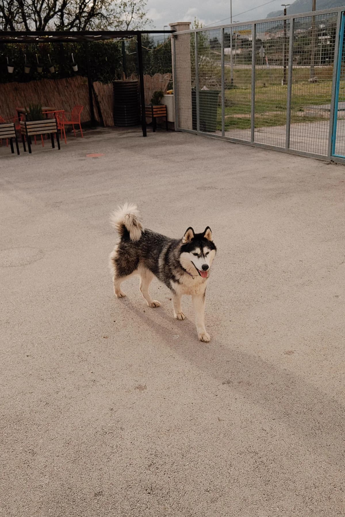 Astra, female Husky for adoption at Nordic Strays e.V. — photo 6 of 33