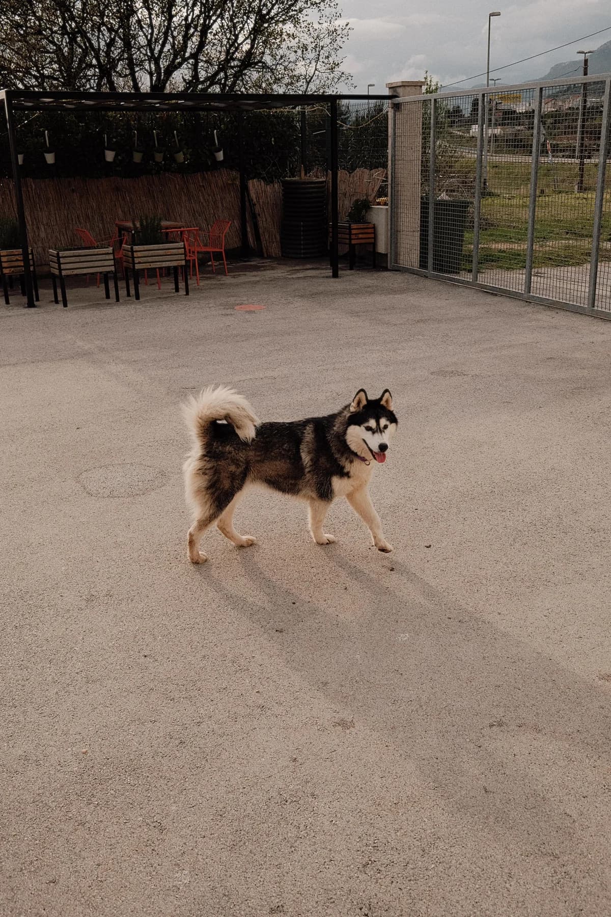Astra, female Husky for adoption at Nordic Strays e.V. — photo 7 of 33