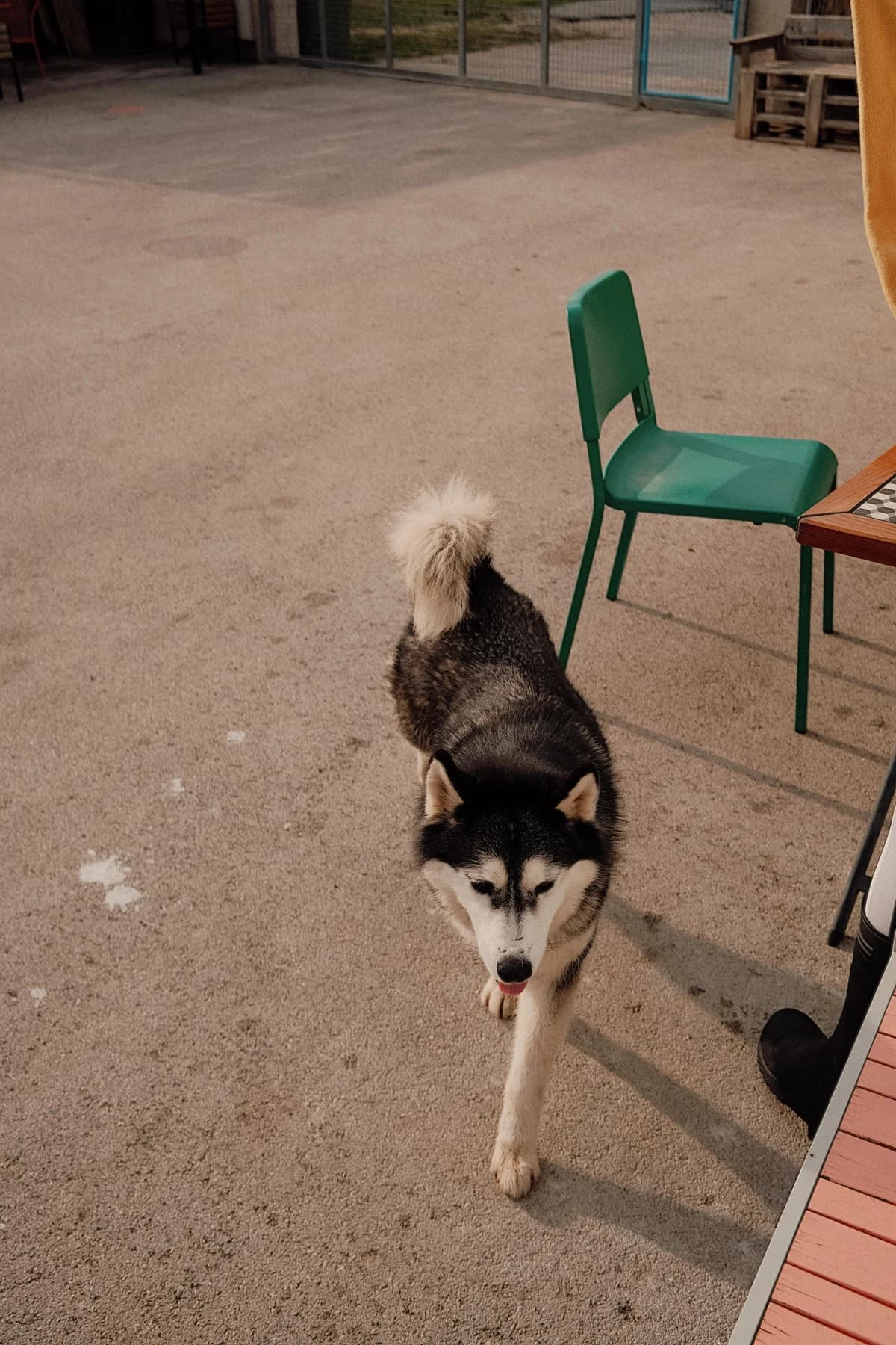 Astra, female Husky for adoption at Nordic Strays e.V. — photo 8 of 33