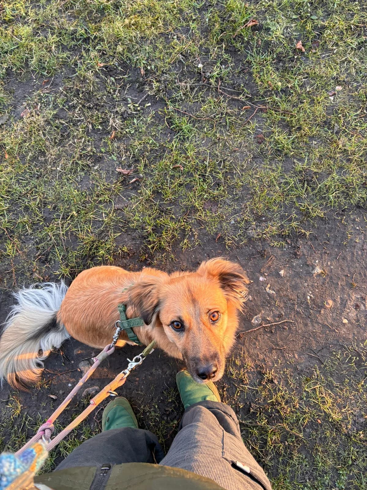 Ylvi (25855), female senior Mixed Breed for adoption at Nordic Strays e.V.