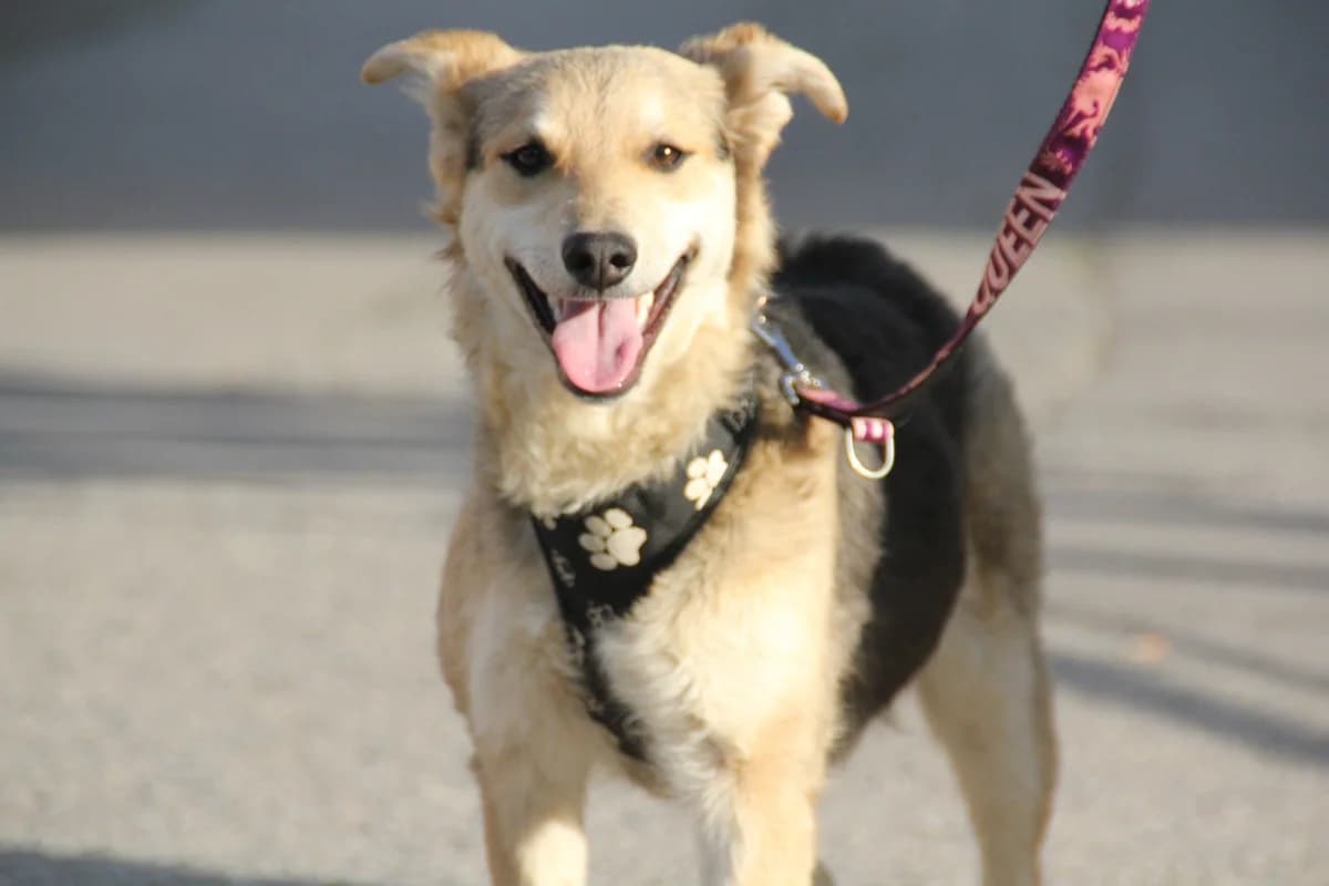 Sole (reserviert), female Mixed Breed for adoption at Nordic Strays e.V.
