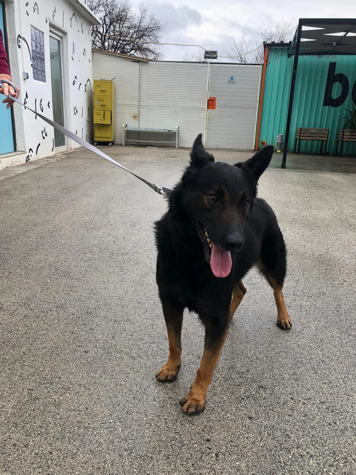 Fred, male 5yo Mixed Breed for adoption at Nordic Strays e.V.