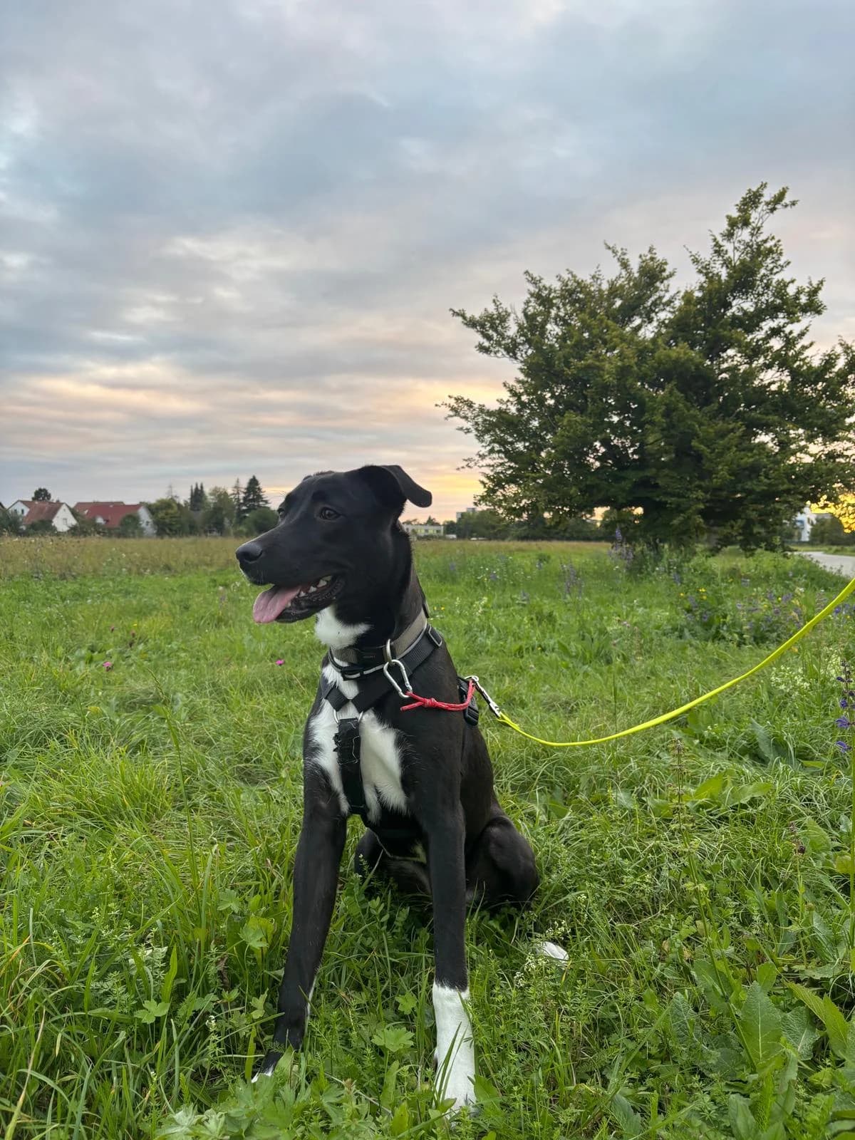 Maya (80809), female young Mixed Breed for adoption at Nordic Strays e.V.