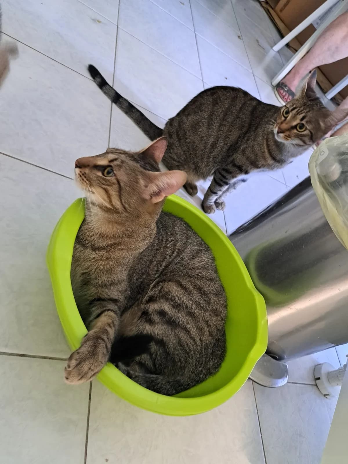 Remi & Rio, male Mixed Breed for adoption at Nordic Strays e.V.