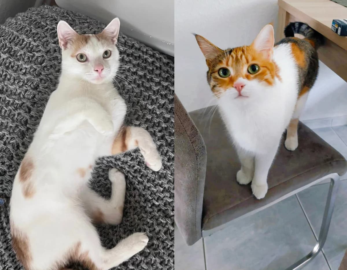 Belinda & Roko (in 55116 Mainz), male Mixed Breed for adoption at Nordic Strays e.V.