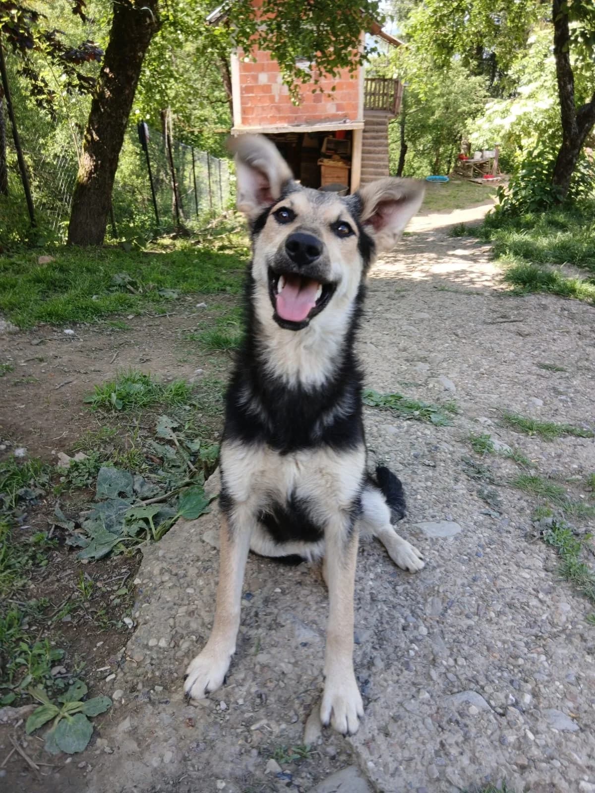 Meggie, female Mixed Breed for adoption at Nordic Strays e.V.