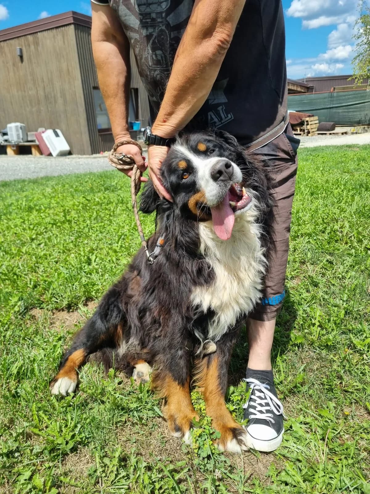 Ben, male senior Bernese Mountain Dog for adoption at Nordic Strays e.V.