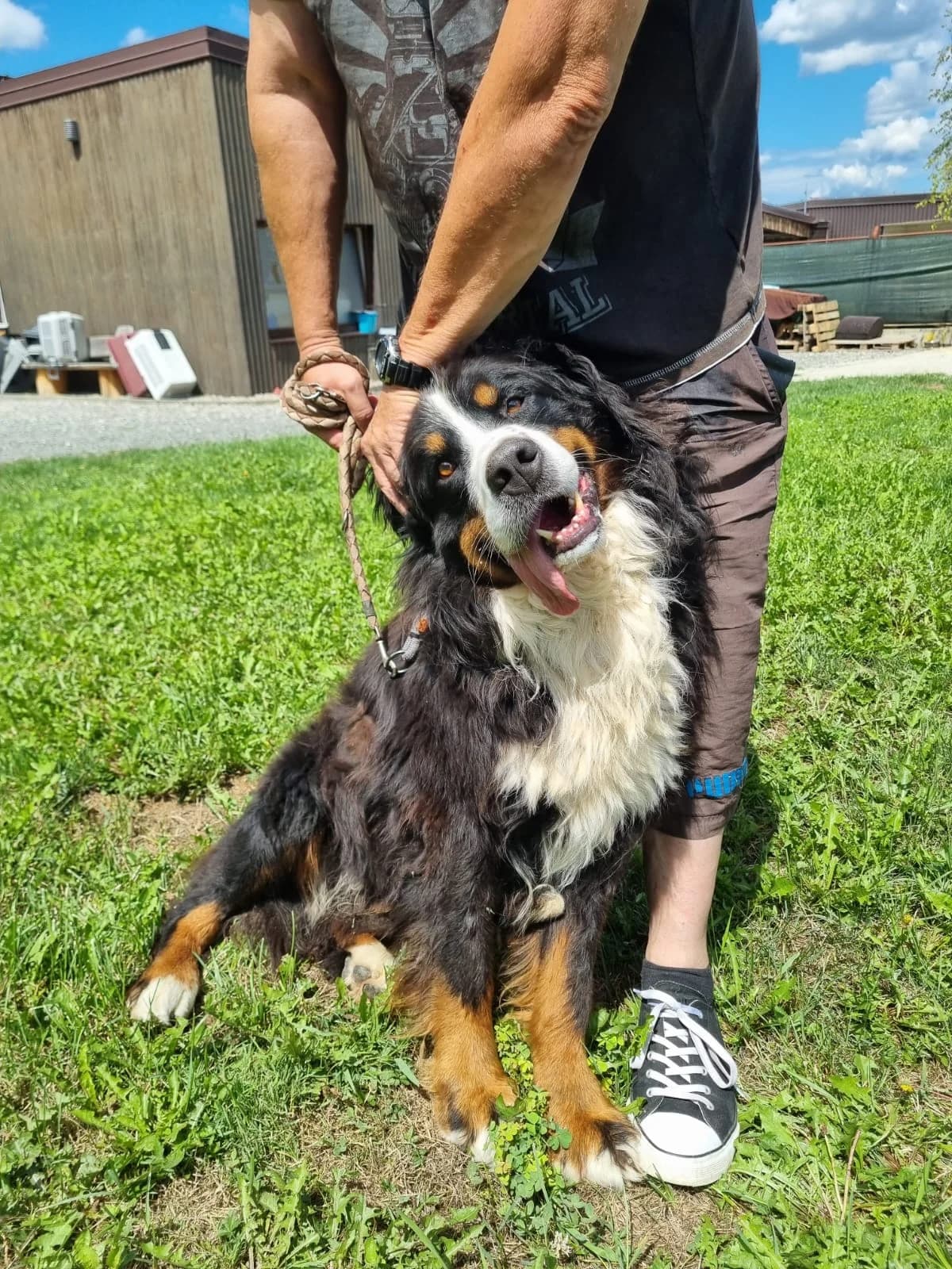 Ben, male Bernese Mountain Dog for adoption at Nordic Strays e.V. — photo 2 of 12