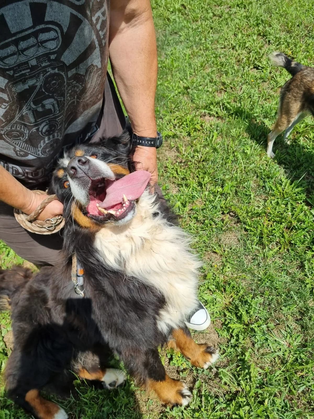 Ben, male Bernese Mountain Dog for adoption at Nordic Strays e.V. — photo 3 of 12