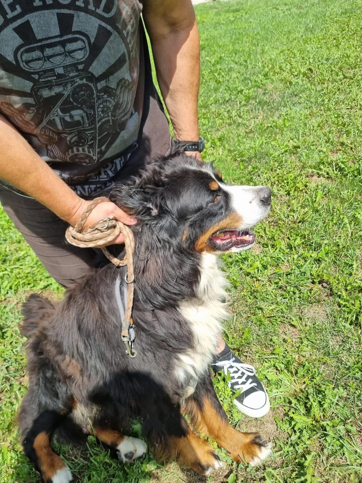 Ben, male Bernese Mountain Dog for adoption at Nordic Strays e.V. — photo 5 of 12