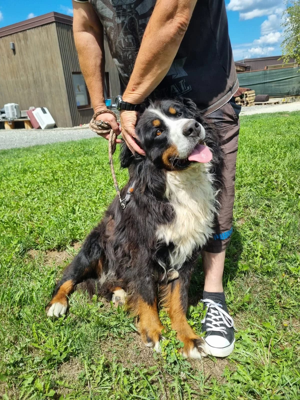 Ben, male Bernese Mountain Dog for adoption at Nordic Strays e.V. — photo 6 of 12