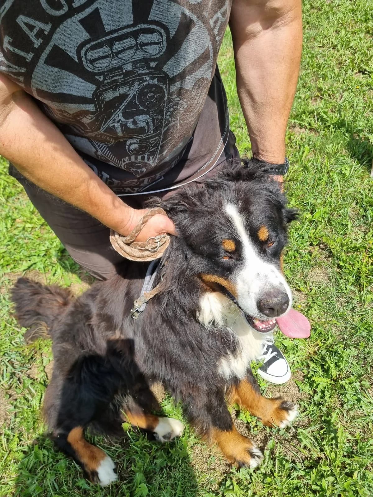 Ben, male Bernese Mountain Dog for adoption at Nordic Strays e.V. — photo 7 of 12