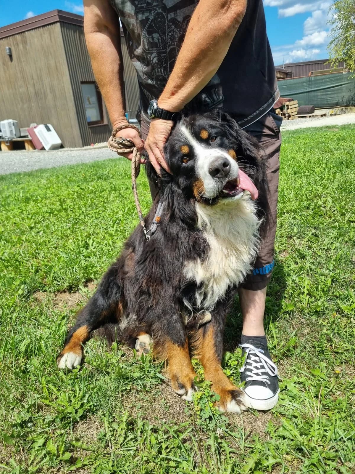 Ben, male Bernese Mountain Dog for adoption at Nordic Strays e.V. — photo 8 of 12