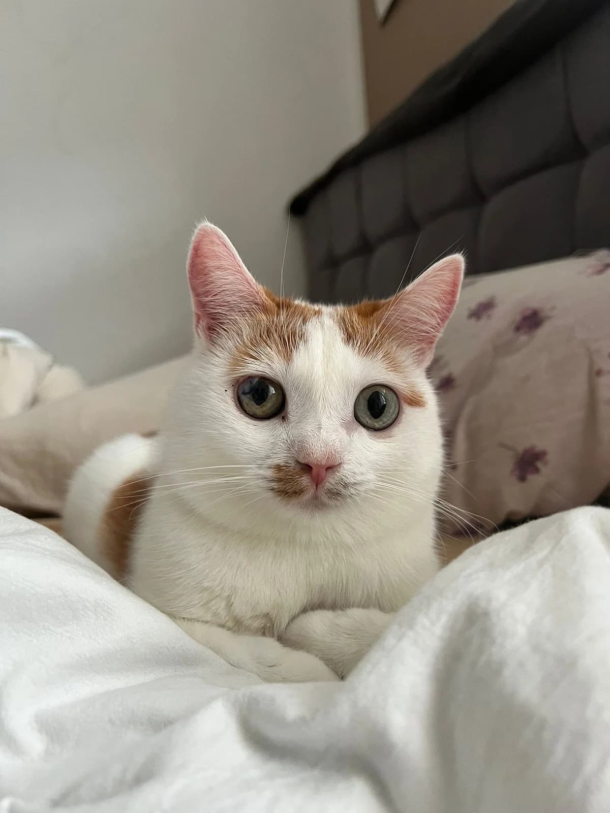Pippin (reserviert), male Mixed Breed for adoption at Nordic Strays e.V.