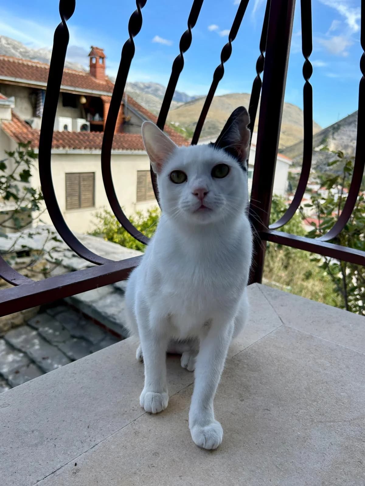 Kiki (FIV), male Mixed Breed for adoption at Nordic Strays e.V.