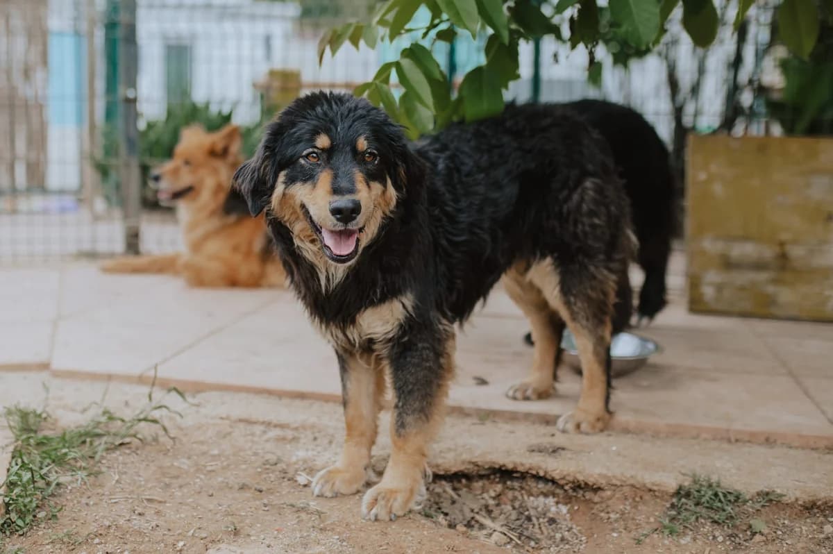 Ein Leben für die Straßenhunde: Svjetlanas Geschichte, female senior Mixed Breed for adoption at Nordic Strays e.V.