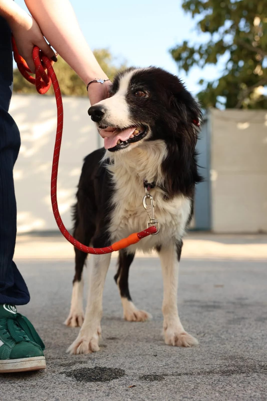 Stipe, schwarz male 4yo Mixed Breed for adoption at Nordic Strays e.V.