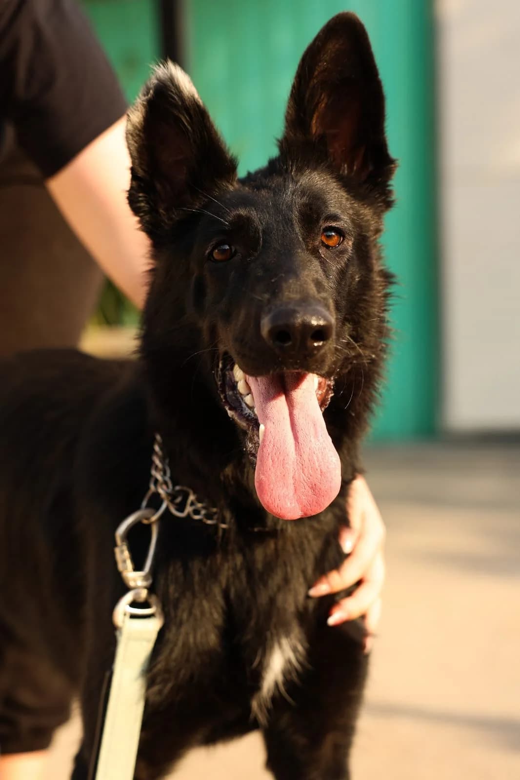 Gala (25729), female young German Shepherd for adoption at Nordic Strays e.V.