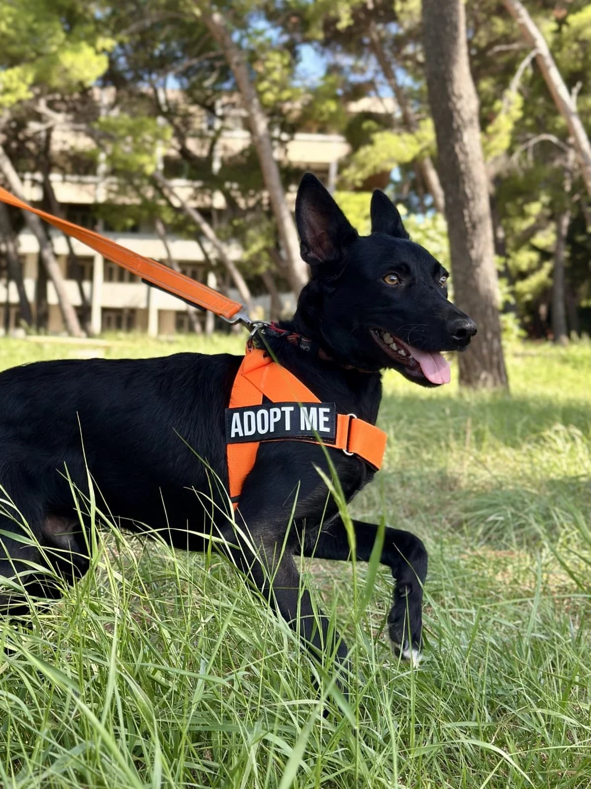 Romul, male young Mixed Breed for adoption at Nordic Strays e.V.