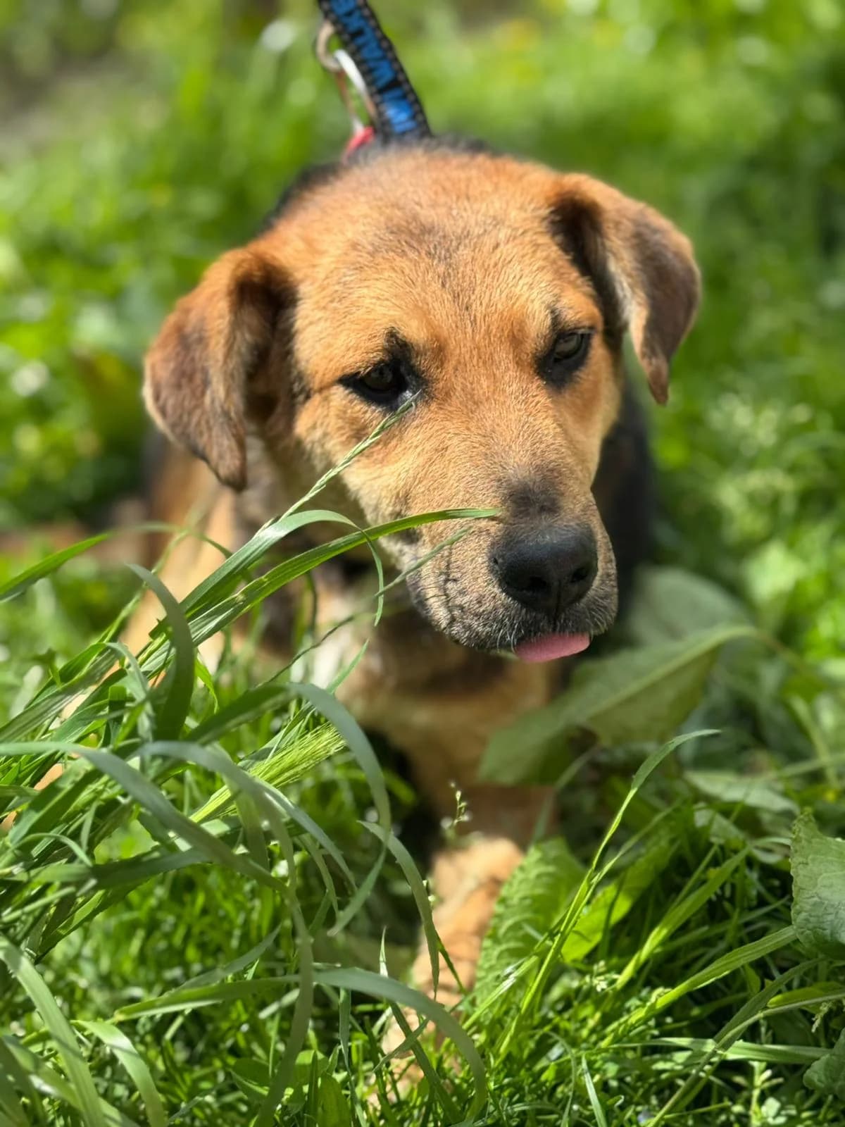 Kongo, male young Mixed Breed for adoption at Nordic Strays e.V.