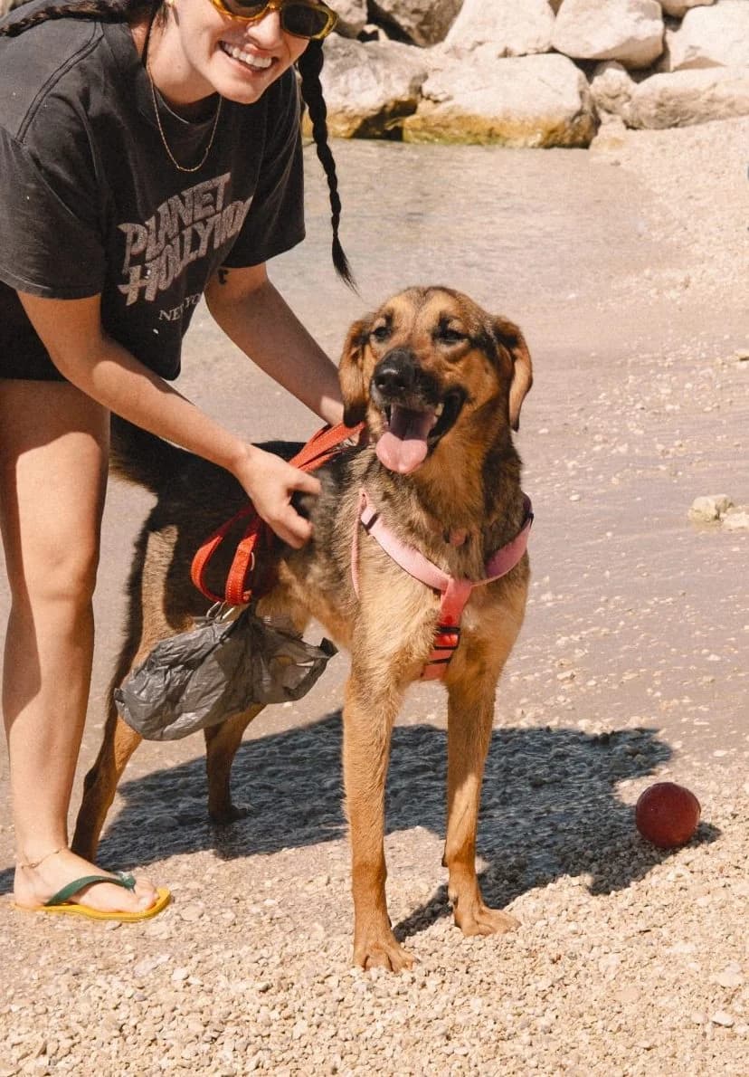 Hanka, braun female 3yo German Shepherd for adoption at Nordic Strays e.V.
