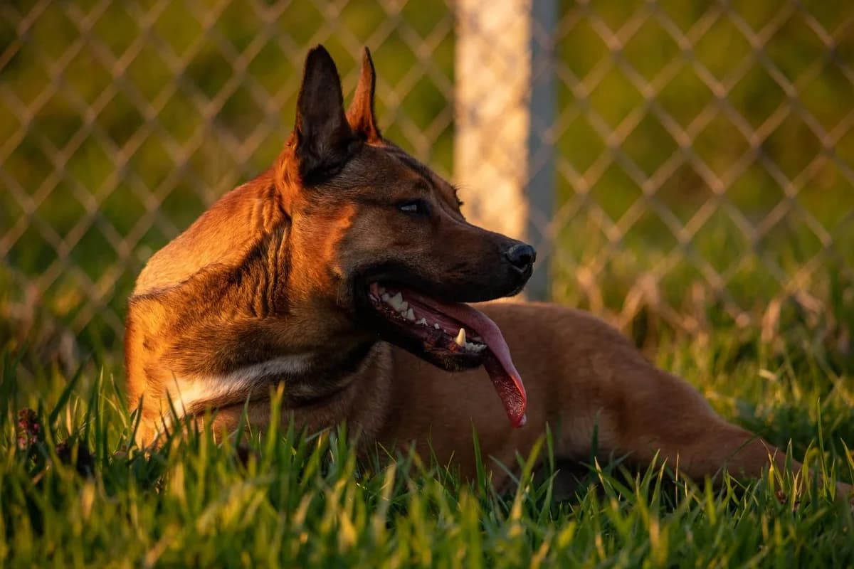 Nelly, gold male young Mixed Breed for adoption at Nordic Strays e.V.