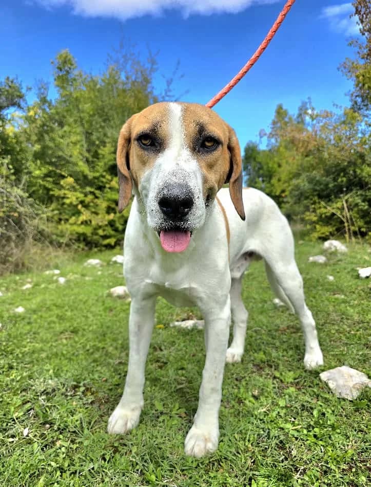 Papucino, male young Mixed Breed for adoption at Nordic Strays e.V.