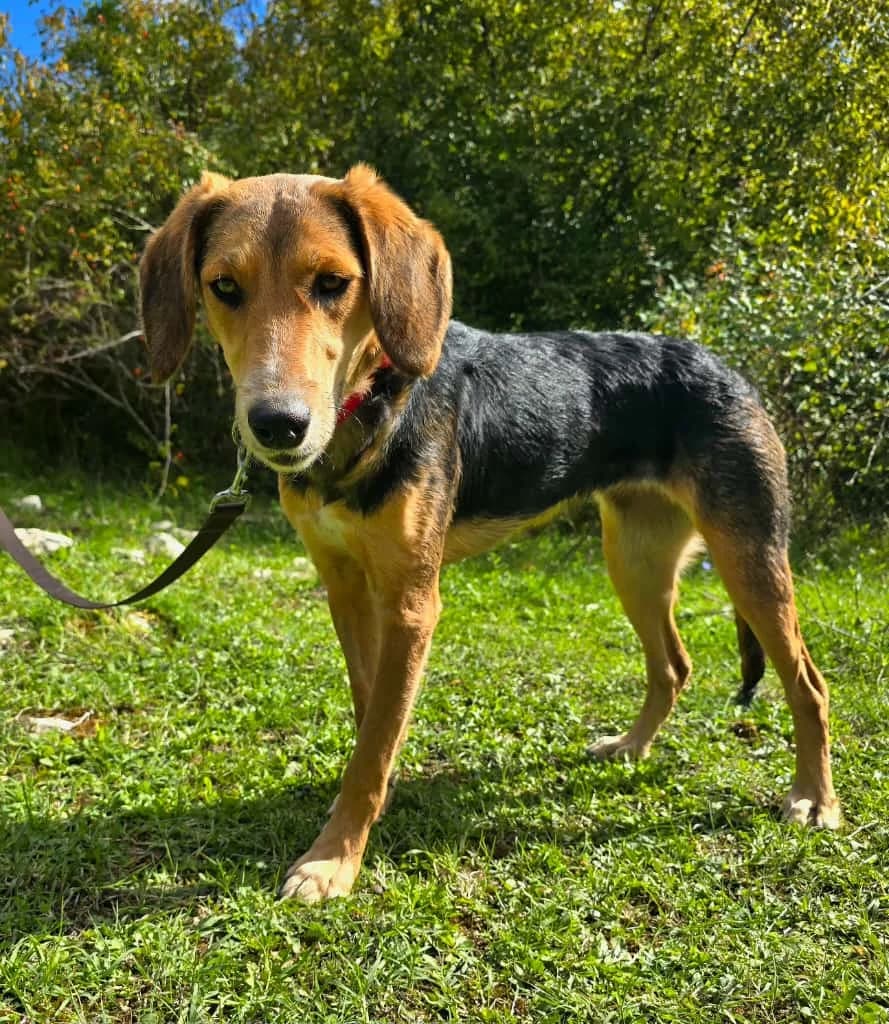 Garica, schwarz female young Mixed Breed for adoption at Nordic Strays e.V.