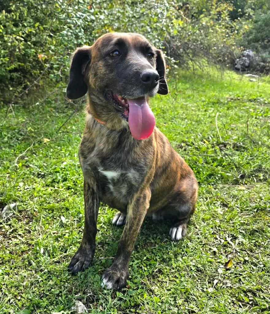 Lokica, female 5yo Mixed Breed for adoption at Nordic Strays e.V.