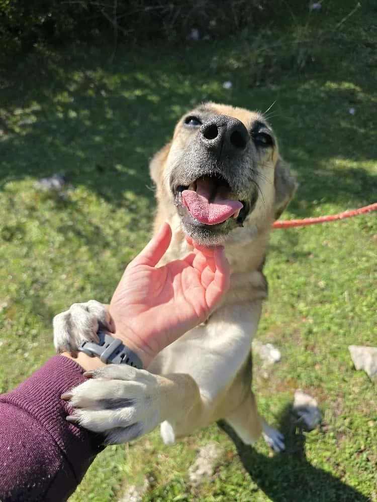 Roxy, male 4yo Mixed Breed for adoption at Nordic Strays e.V.