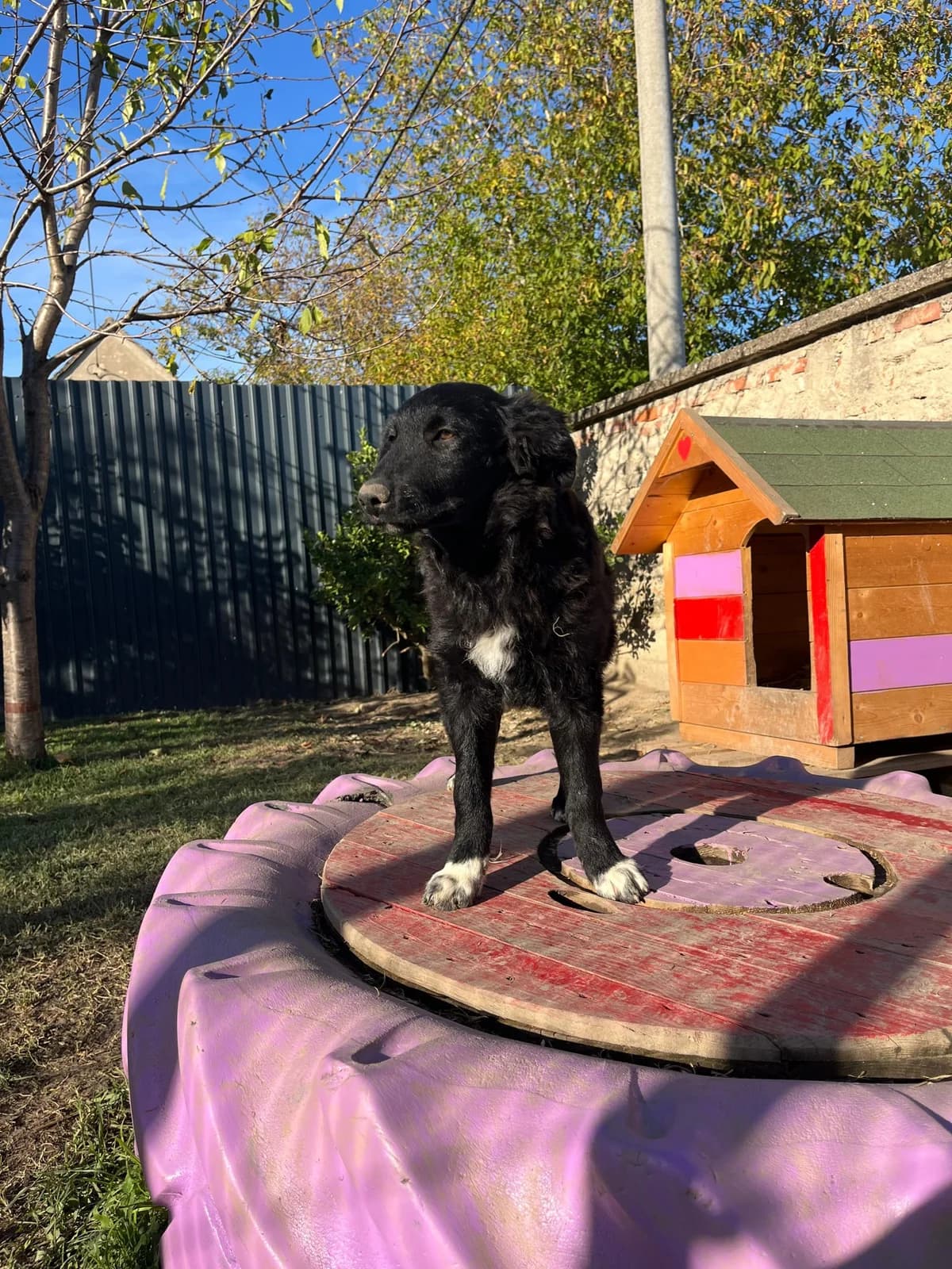 Charlie, male Border Collie for adoption at Nordic Strays e.V.
