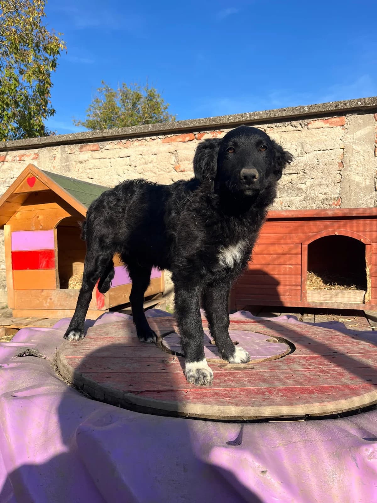 Charlie, male Border Collie for adoption at Nordic Strays e.V. — photo 3 of 14