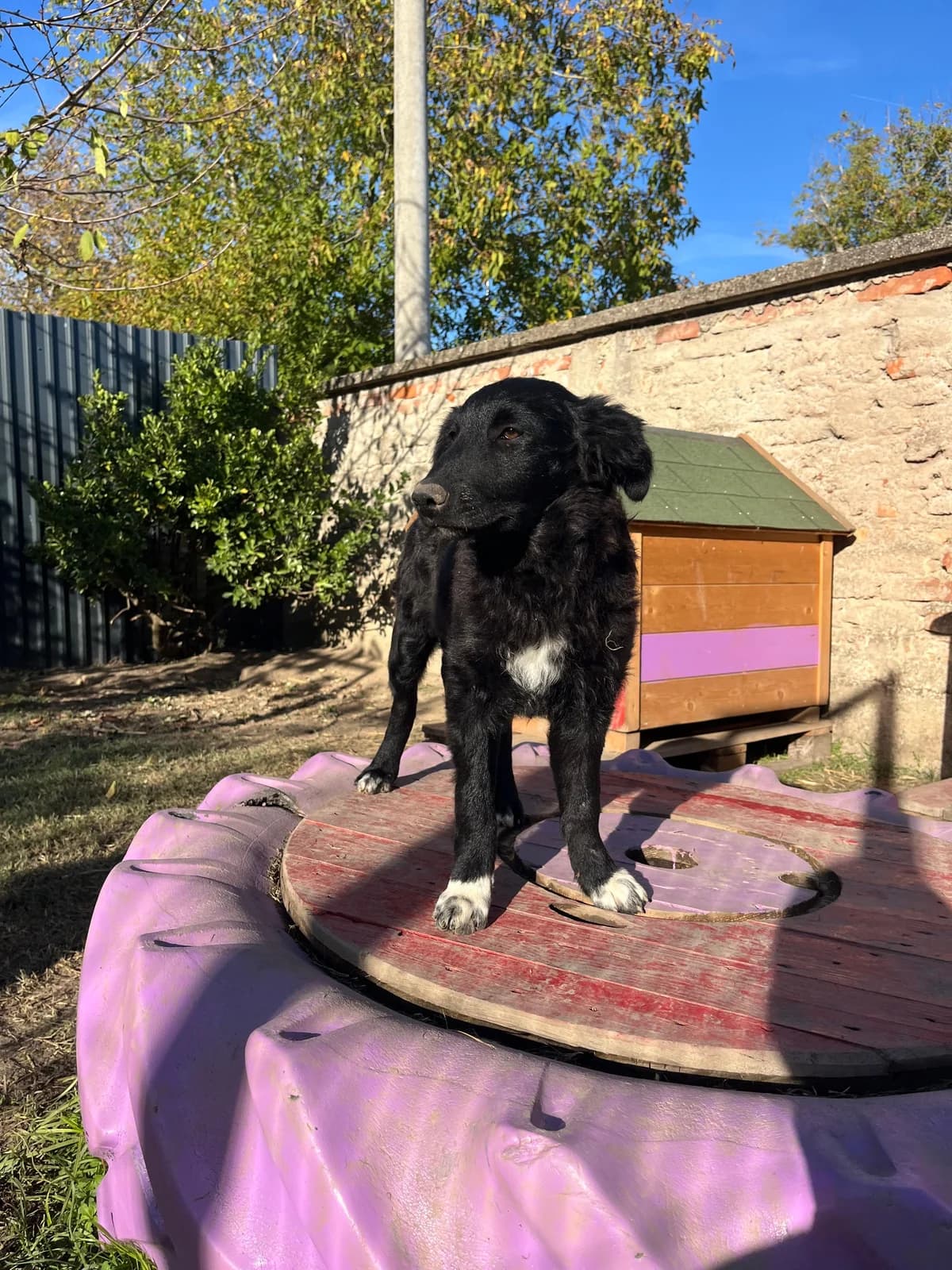 Charlie, male Border Collie for adoption at Nordic Strays e.V. — photo 4 of 14