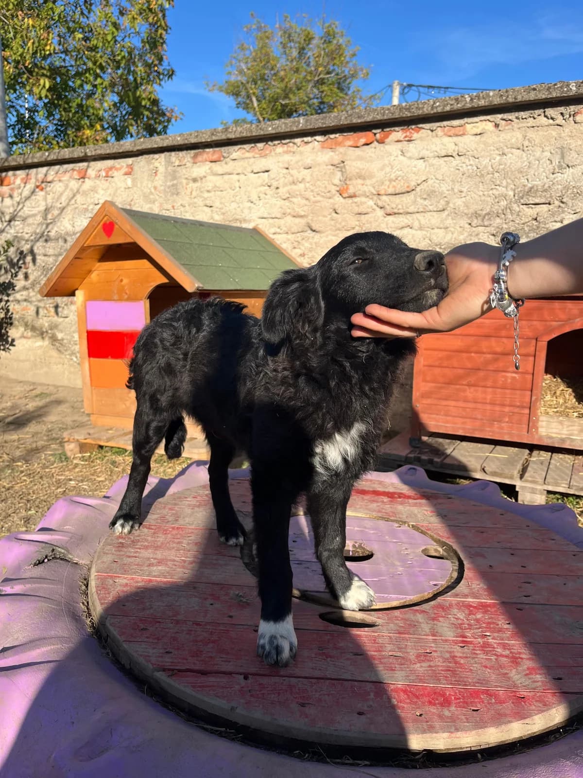 Charlie, male Border Collie for adoption at Nordic Strays e.V. — photo 6 of 14