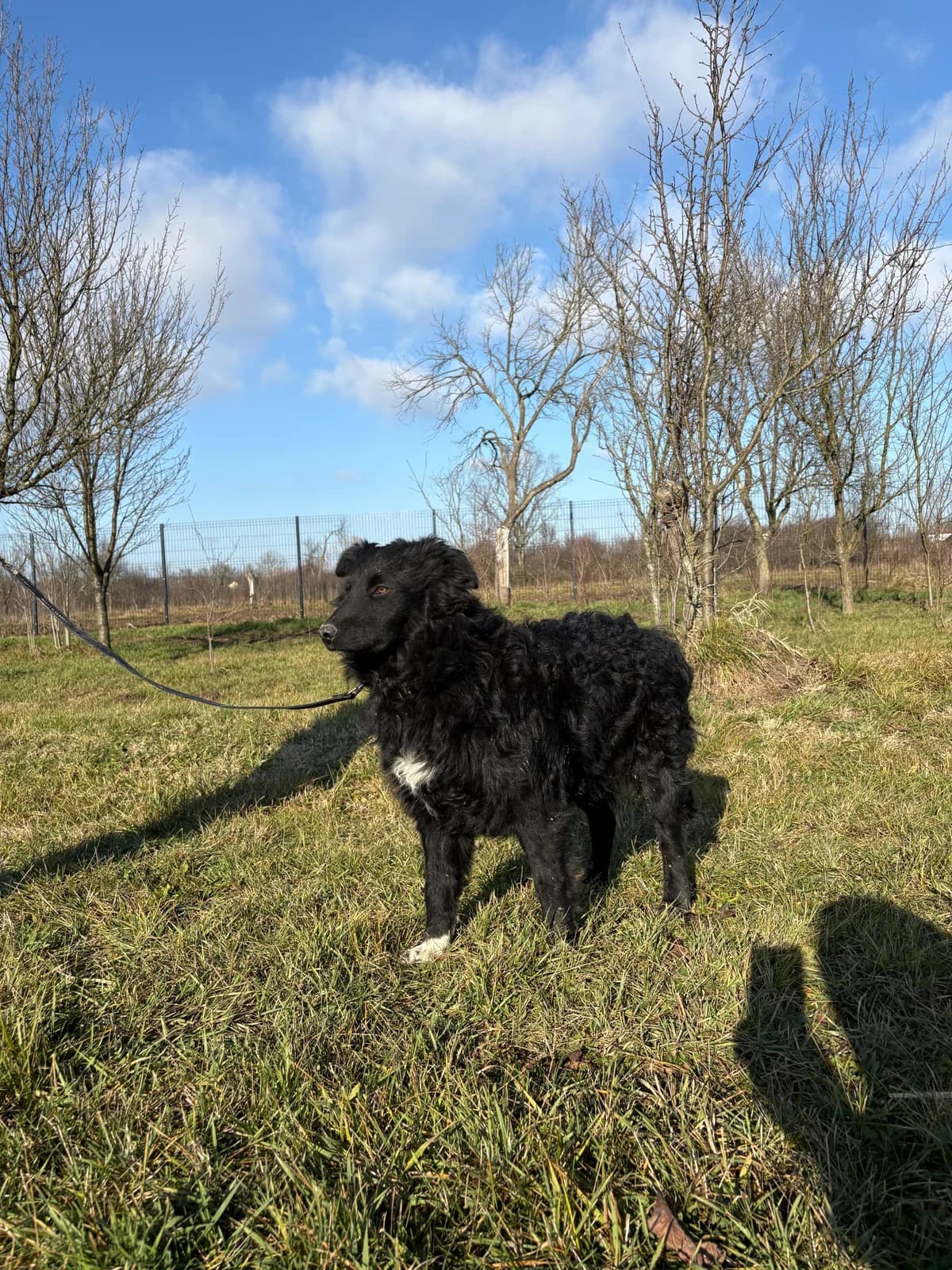 Charlie, male Border Collie for adoption at Nordic Strays e.V. — photo 7 of 14