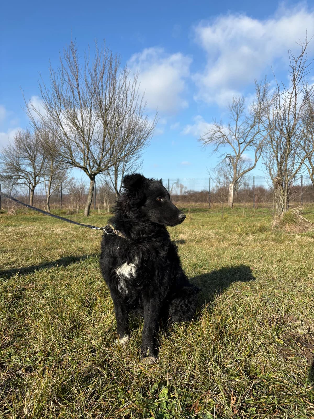 Charlie, male Border Collie for adoption at Nordic Strays e.V. — photo 8 of 14