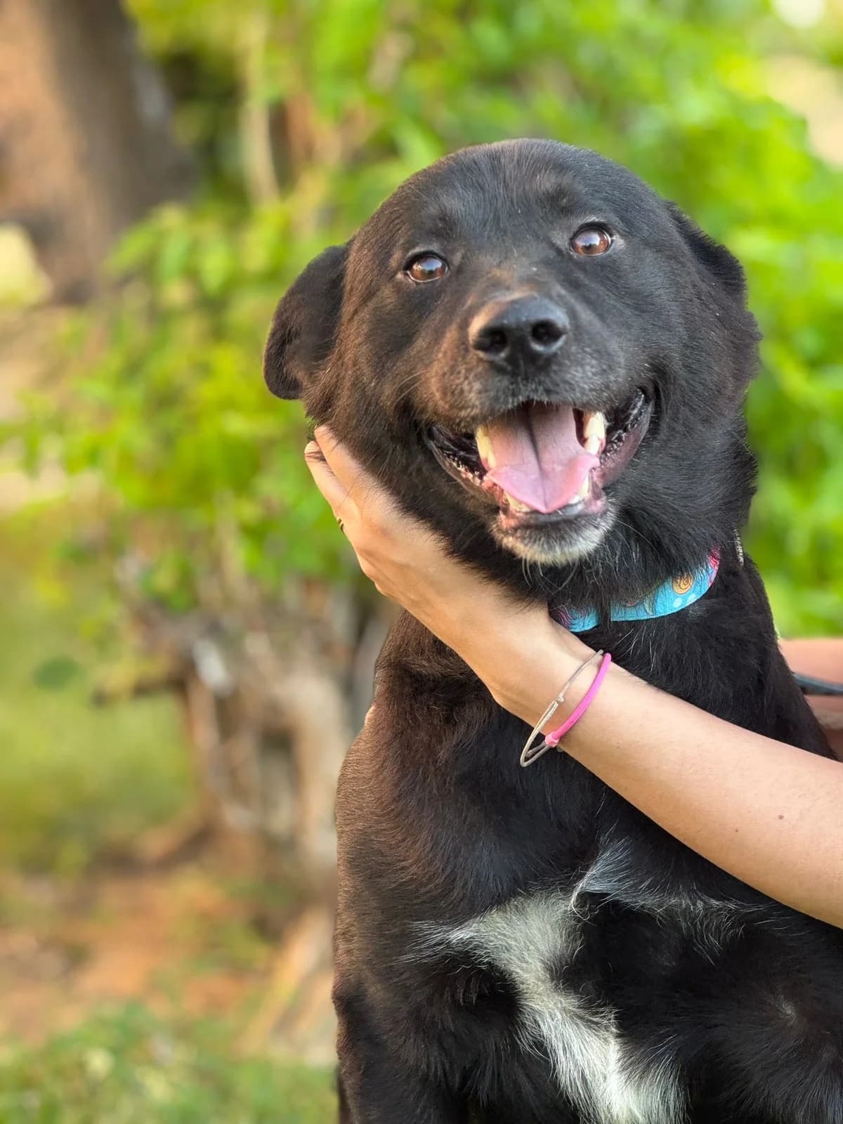 Hugo, male 3yo Akita for adoption at Nordic Strays e.V.