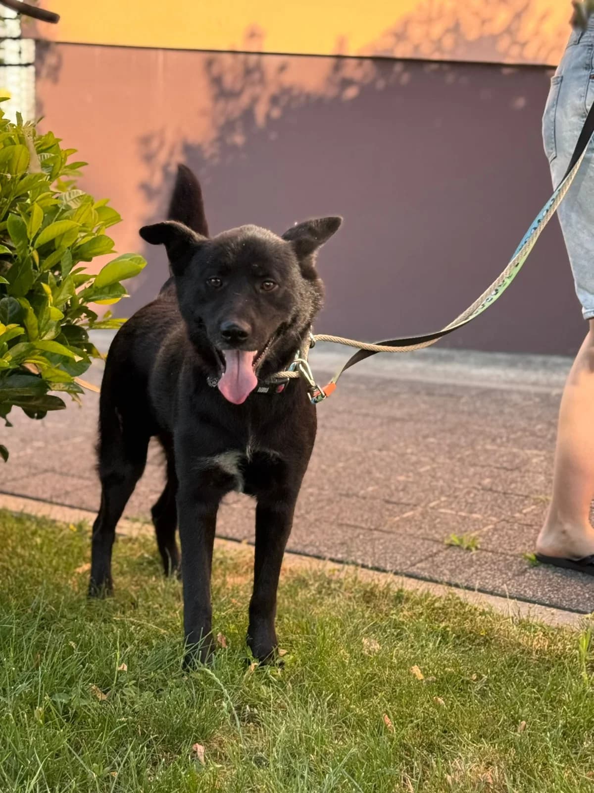 Hugo, male Akita for adoption at Nordic Strays e.V. — photo 2 of 12