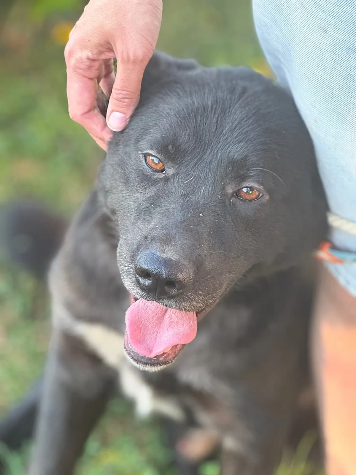 Hugo, male Akita for adoption at Nordic Strays e.V. — photo 3 of 12