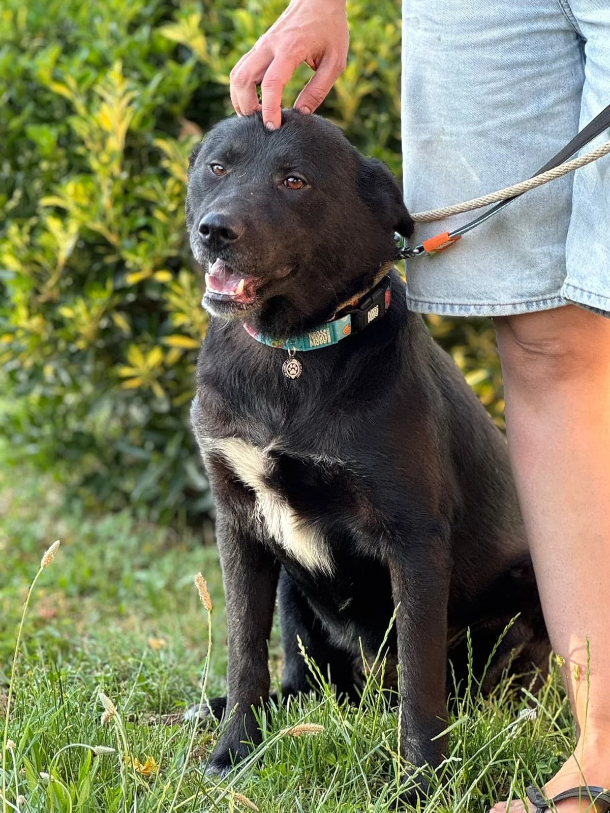 Hugo, male Akita for adoption at Nordic Strays e.V. — photo 4 of 12