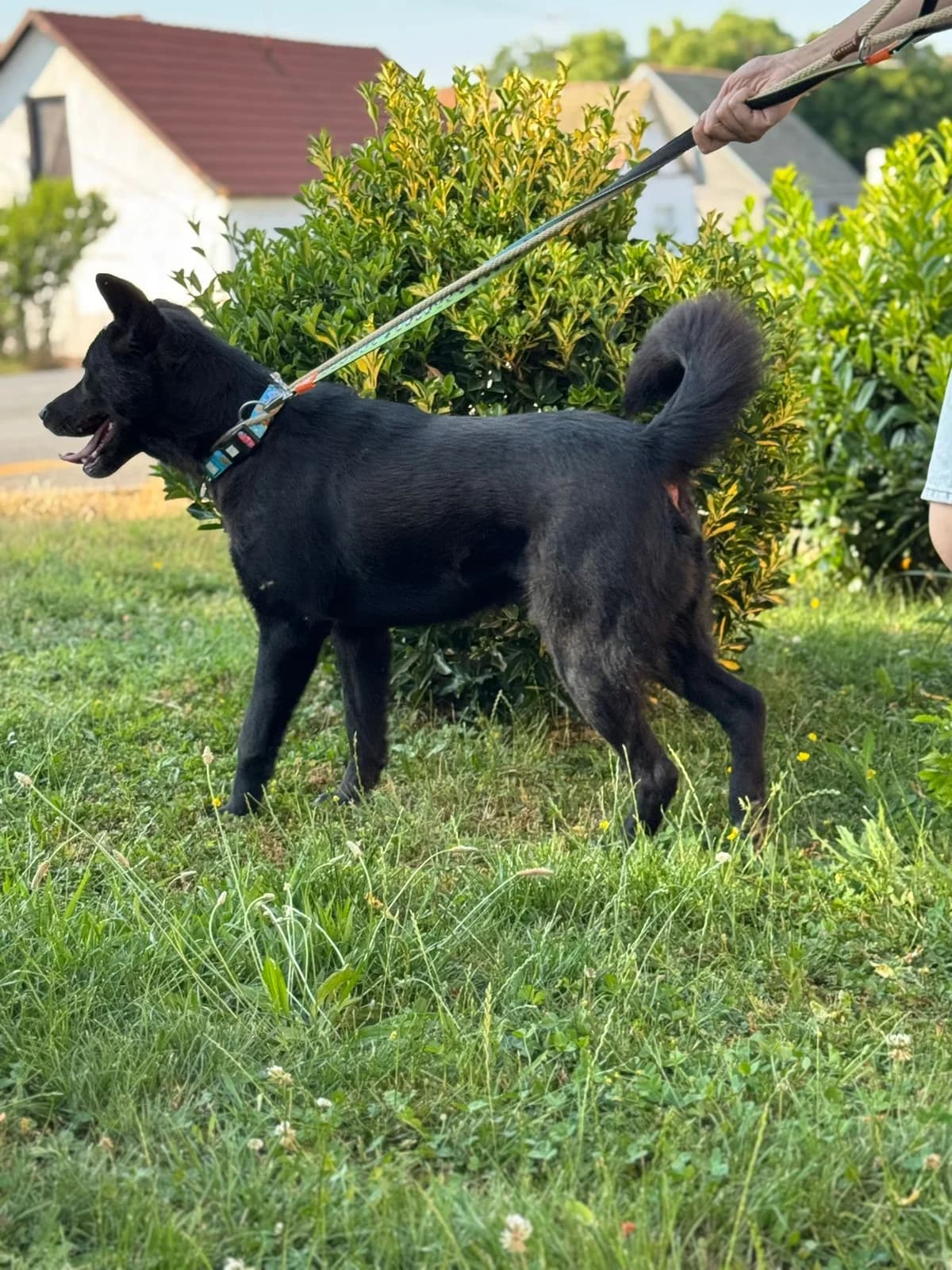 Hugo, male Akita for adoption at Nordic Strays e.V. — photo 5 of 12