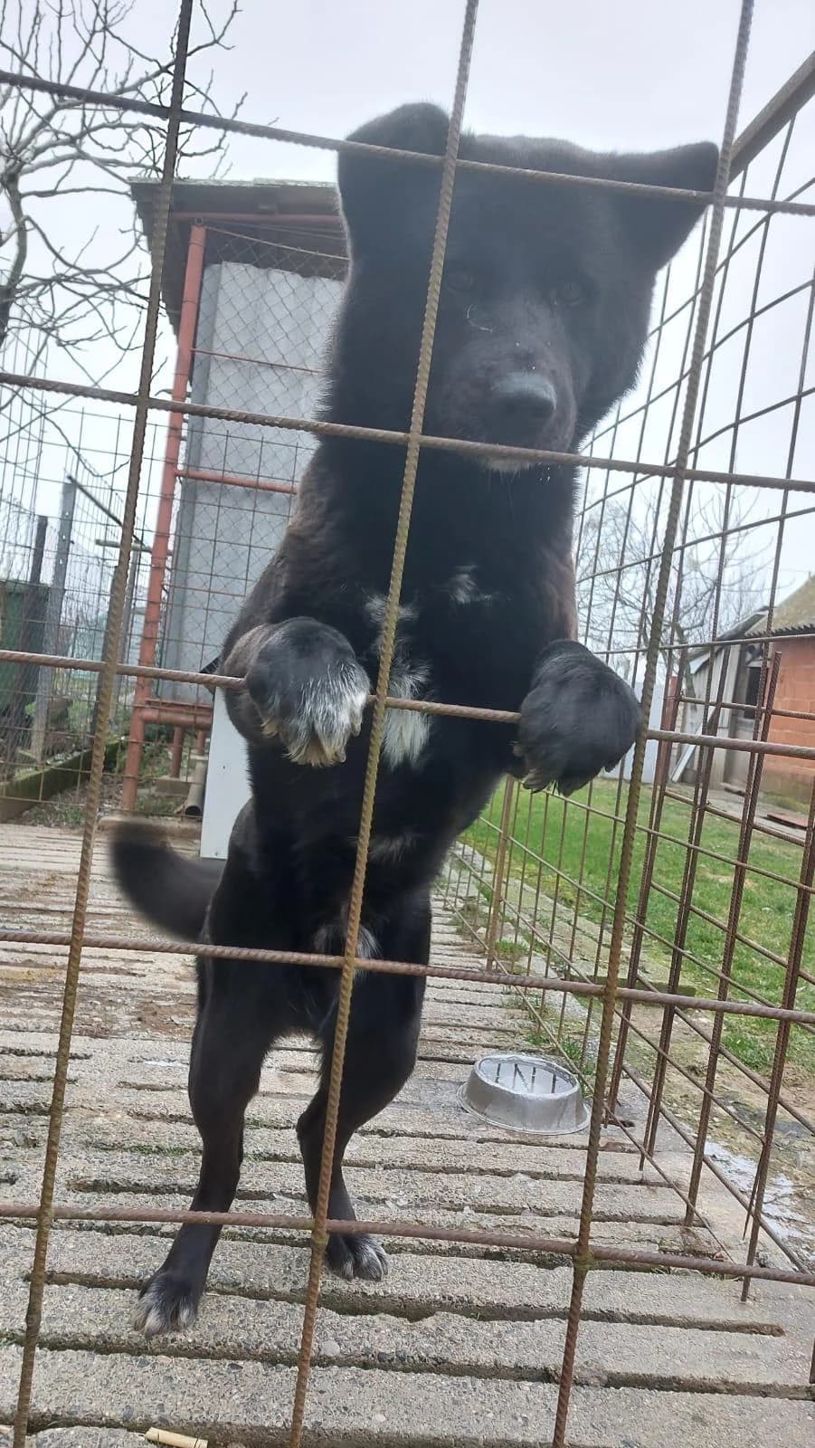 Hugo, male Akita for adoption at Nordic Strays e.V. — photo 6 of 12